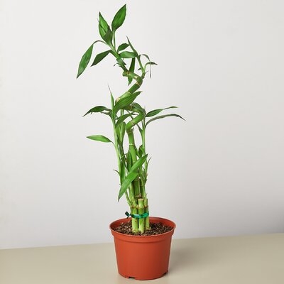 Dracaena 'Lucky Bamboo' - 6" Pot - Image 0