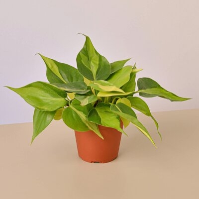 Philodendron Brasil - 4" Pot - Image 0