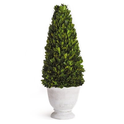 19.5" Preserved Boxwood Topiary in Pot - Image 0