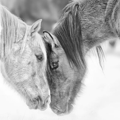 'B and W Horses VII' Graphic Art on Canvas - Image 0