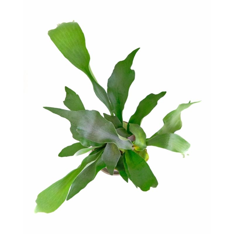 Live Staghorn Fern Plant 6" in Tan Ceramic Pot - Image 1