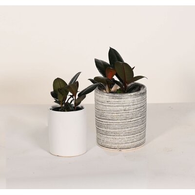 Live Rubber Tree With Ceramic Planter Pots, Gray & White, 5'' & 7'' - Image 0