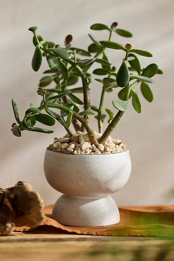 Rounded Pedestal Earthenware Urn Planter - Image 0