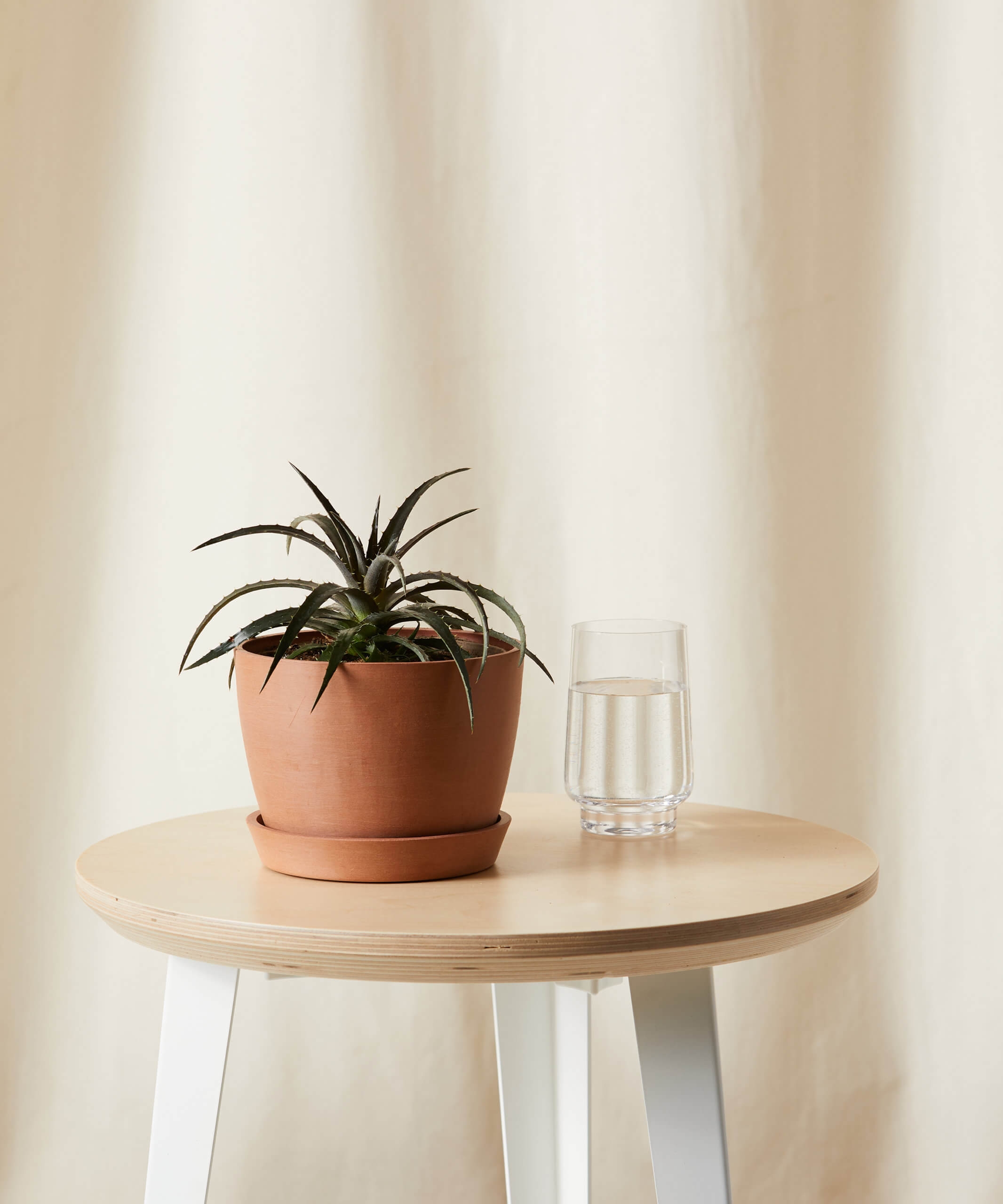 Dyckia Grape Jelly -  Clay - Image 0