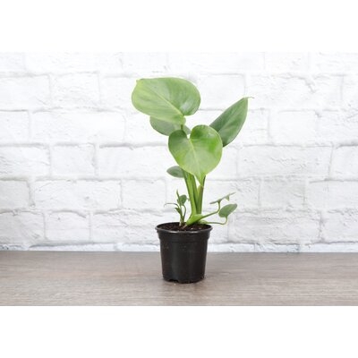 Live Philodendron Monstera Plant - Image 0