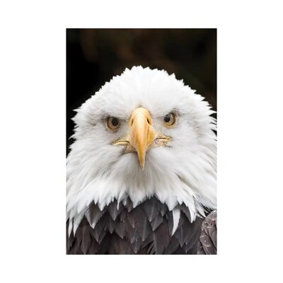 Regal Eagle by David Gardiner - Gallery-Wrapped Canvas Giclée - Image 0