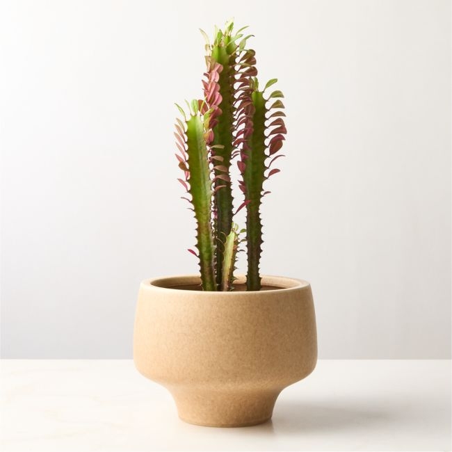 Dinah Beige Ceramic Planter Small - Image 0