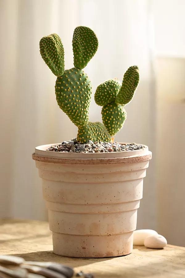 Bunny Ear Cactus - Image 0