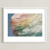 Delicate Ranunculus Flower Limited Edition Fine Art Print 2 - Image 0