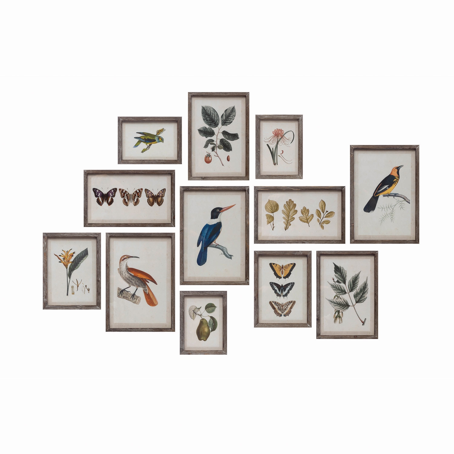 Wood Framed Glass Wall Décor with Insects, Birds, Plants and Fruit, Set of 12 - Image 0