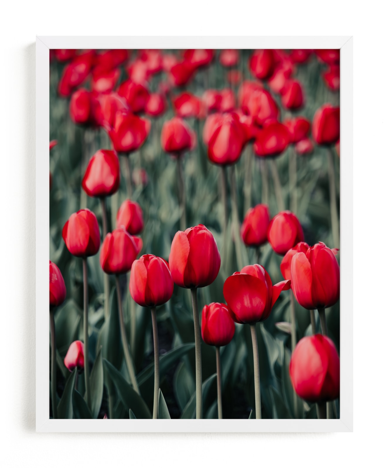 Red Tulips Limited Edition Fine Art Print 2 - Image 0