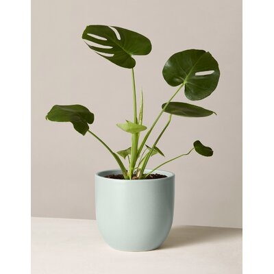 20'' Live Monstera Plant in Pot - Image 0