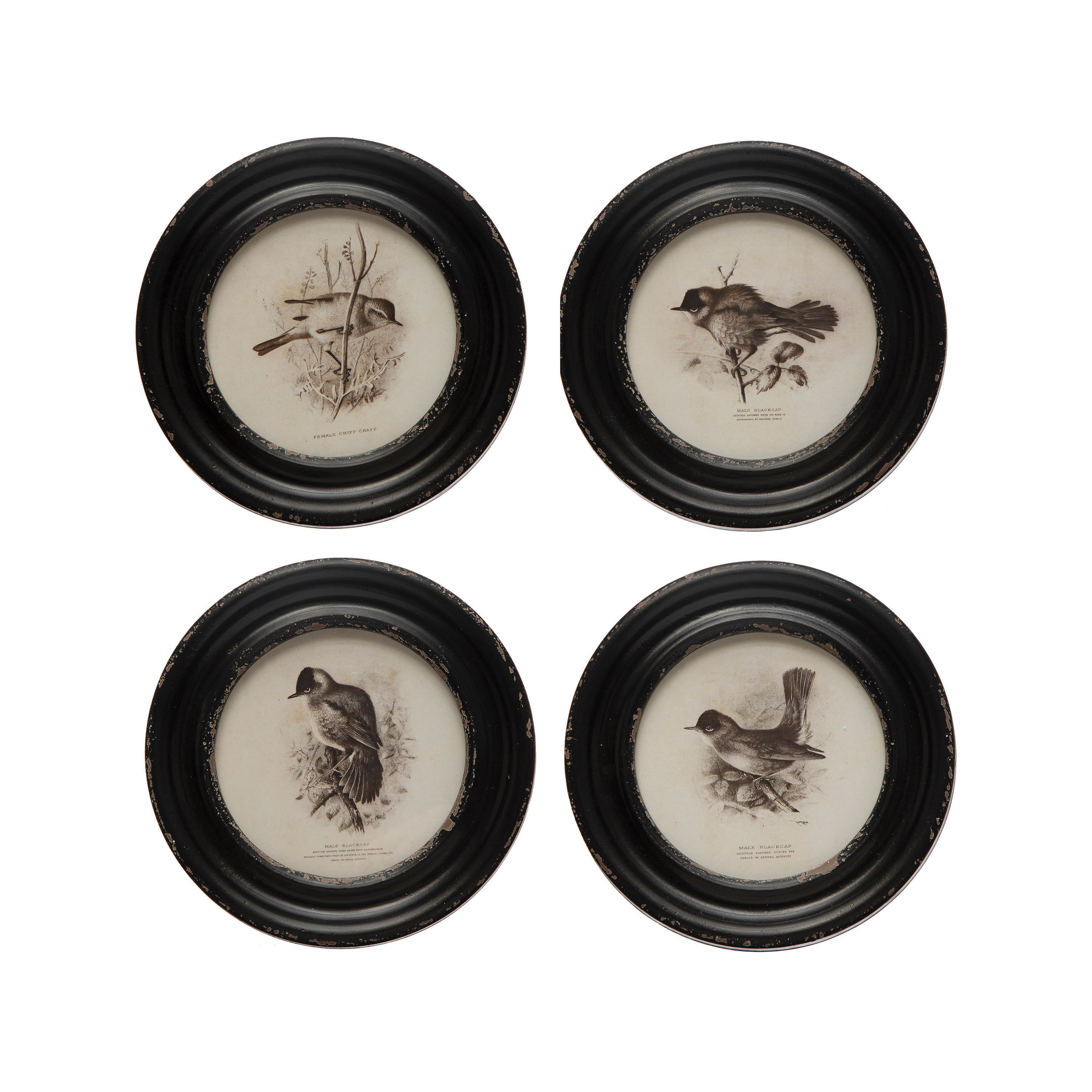 Round Wood Framed Bird Prints, Black and Ivory, Set of 4 - Image 0