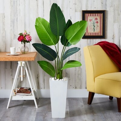 Dracaena Snake Plant - Image 0