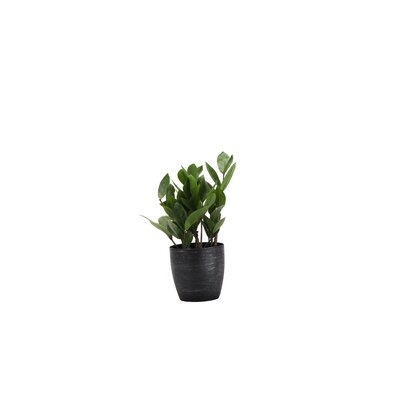 11" Live Foliage Plant in Pot - Image 0