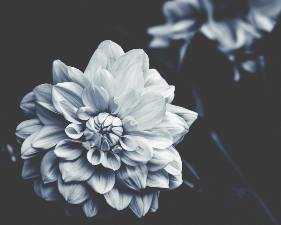 Flower Photography - Dark Blue Dhalia - Dramatic Floral Print Framed Art Print by Ingrid Beddoes Photography - Scoop Black - Medium(Gallery) 20" x 20"-22x22 - Image 1