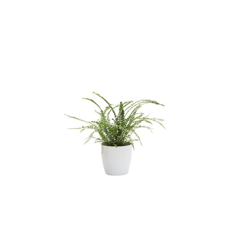 Thorsen's Greenhouse 11" Live Fern Plant in Pot Base Color: White - Image 0