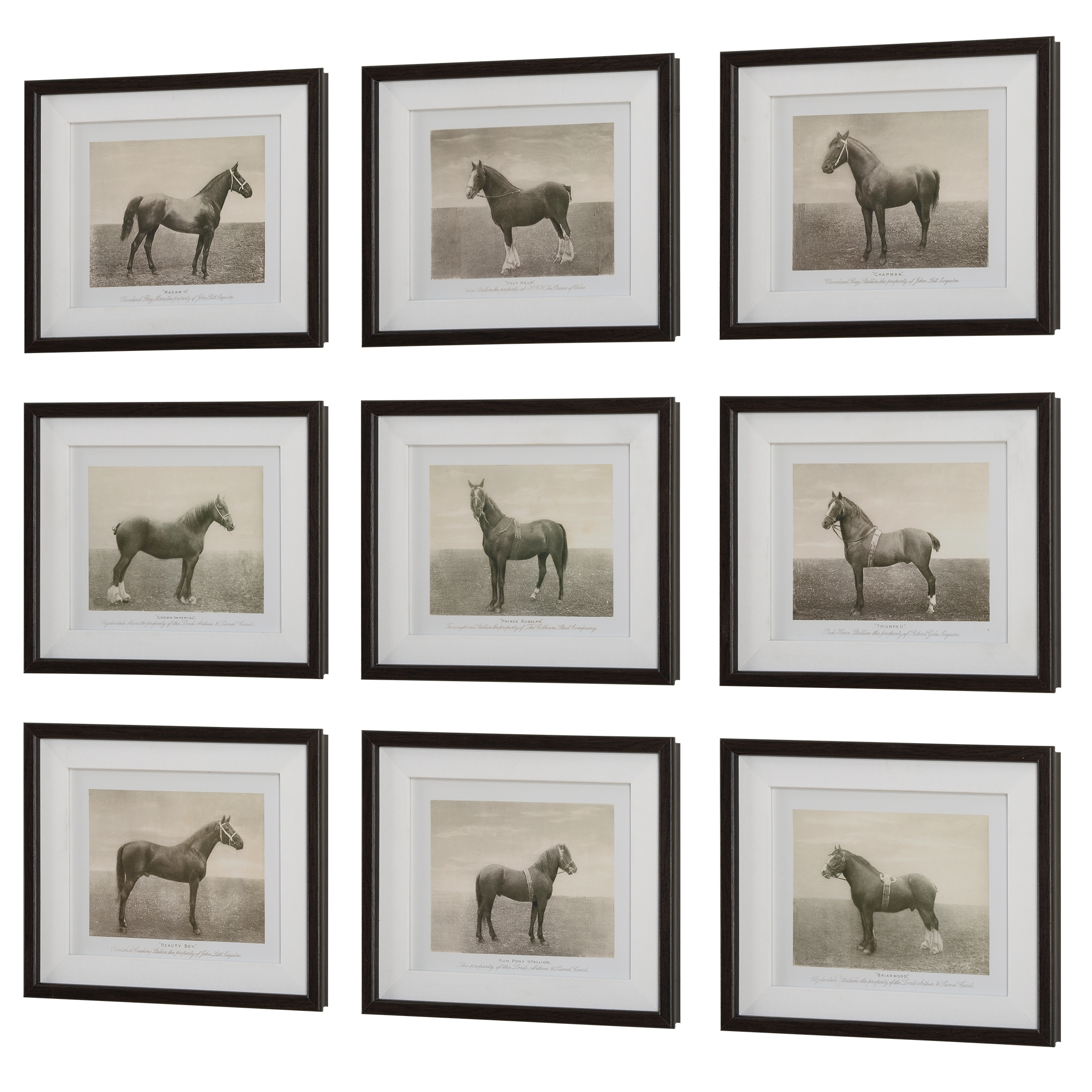 Equine Dynasty Framed Prints Set/9 - Image 3