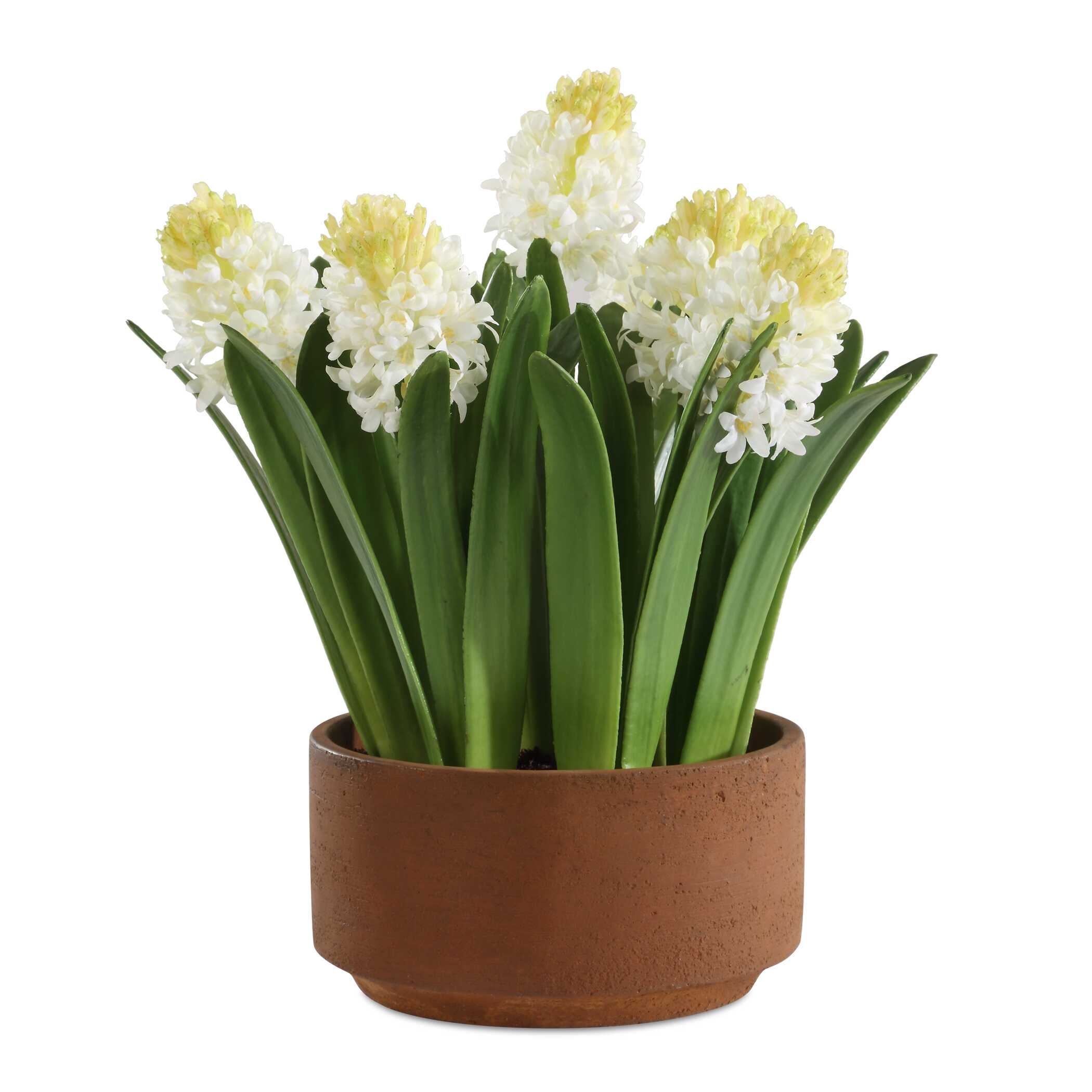 Sincerity Potted Hyacinth Plant - Image 0