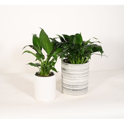 Live Plant Peace Lily With Ceramic Planter Pots 5'' Sky Blue/6'' White - Image 0