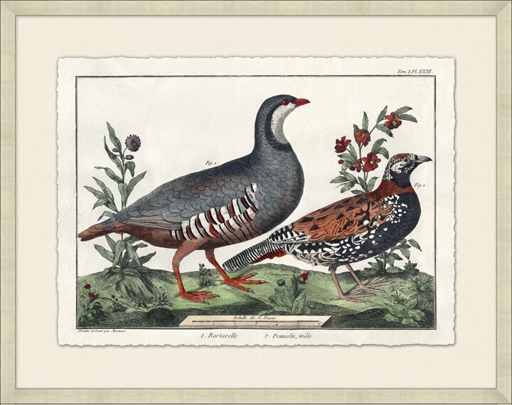 Wendover Art Group Martinet's Pheasants 3 - Framed Painting - Image 0