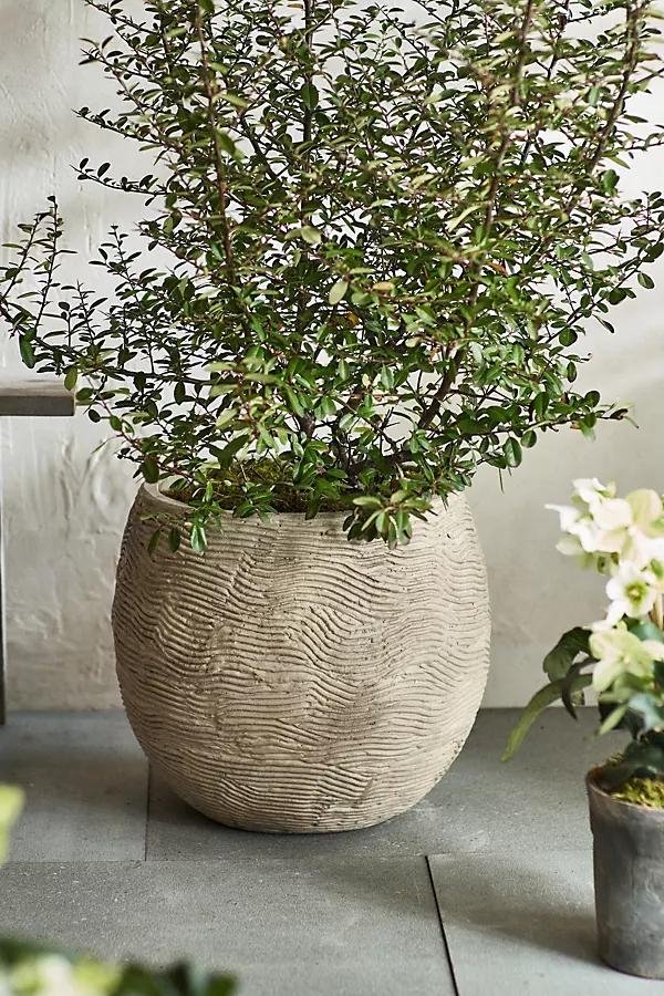 Wavy Concrete Orb Planter - Image 0