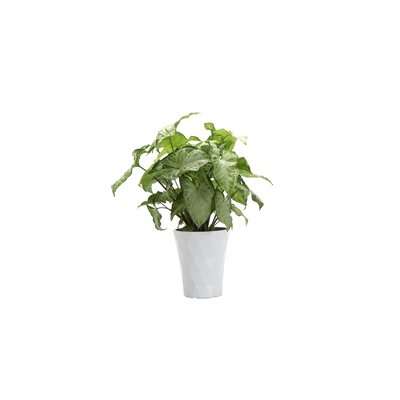 12" Live White Butterfly Plant - Image 0