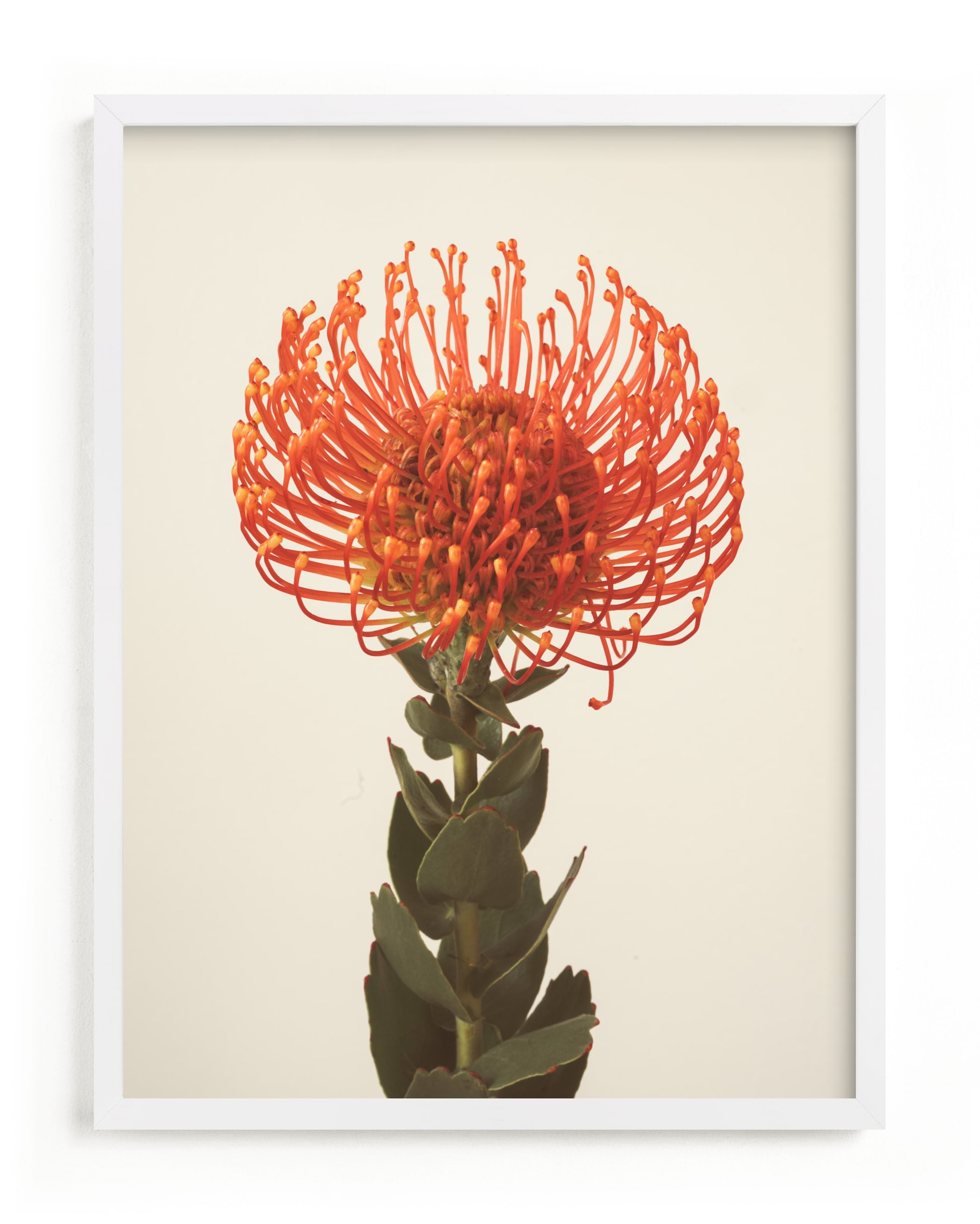 Protea I Limited Edition Fine Art Print 2 - Image 0