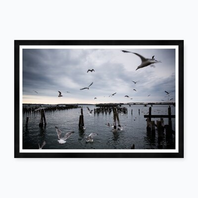 Gull Gathering - Image 0