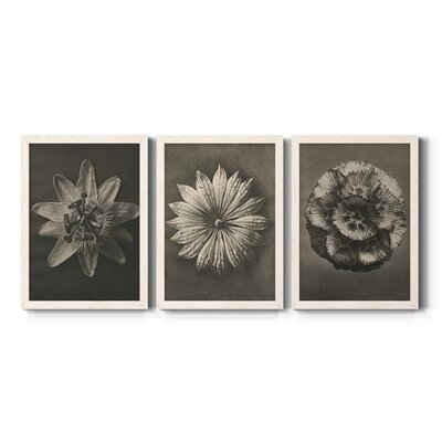 Blossfeldt Flower I-Premium Framed Canvas - Ready To Hang - Image 0
