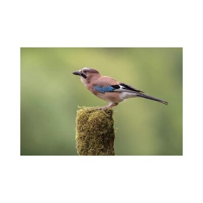 Eurasian Jay on Moss Post by Dean Mason - Wrapped Canvas Photograph Print - Image 0