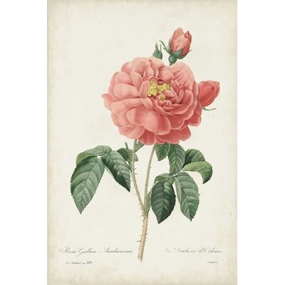Vintage Redoute Roses III - Image 0