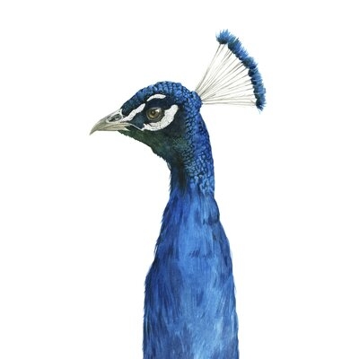 Peacock Portrait II - Image 0