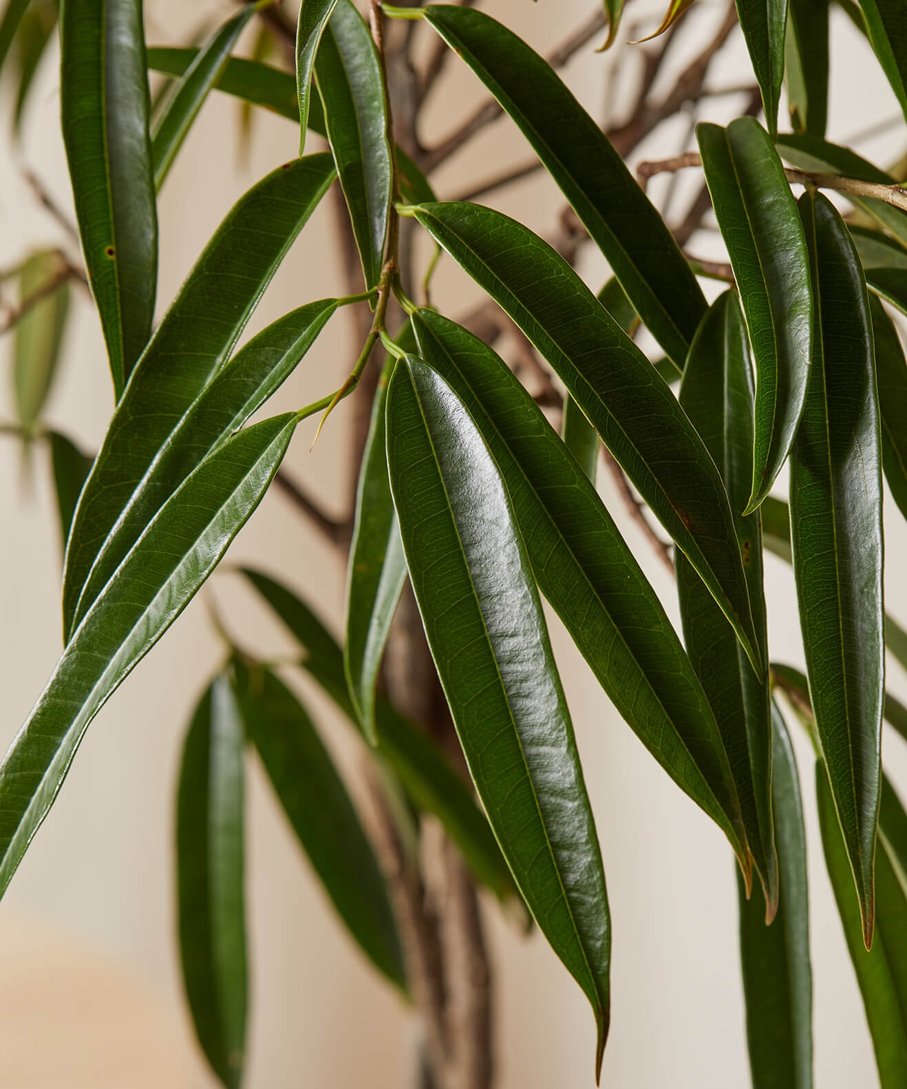 Ficus Alii -  Indigo - Image 2