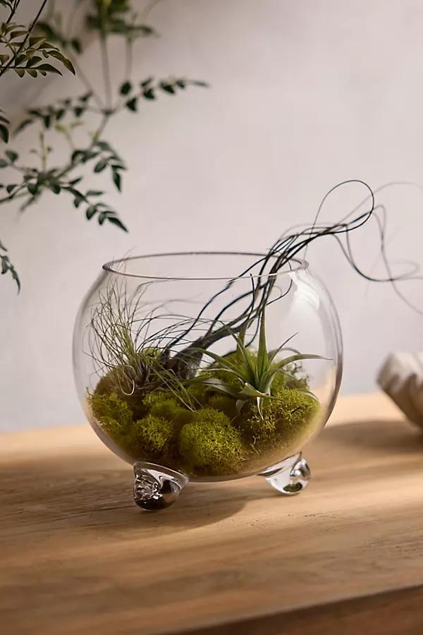 Elevated Fishbowl Terrarium - Image 0