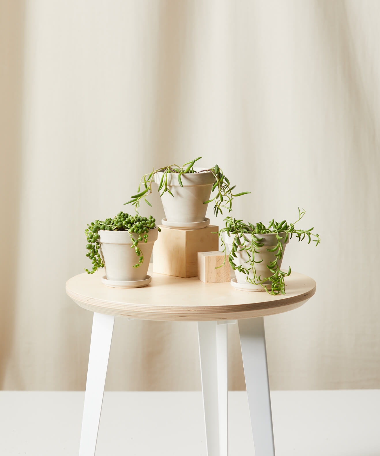 String of Succulents Collection -  Alabaster - Image 0