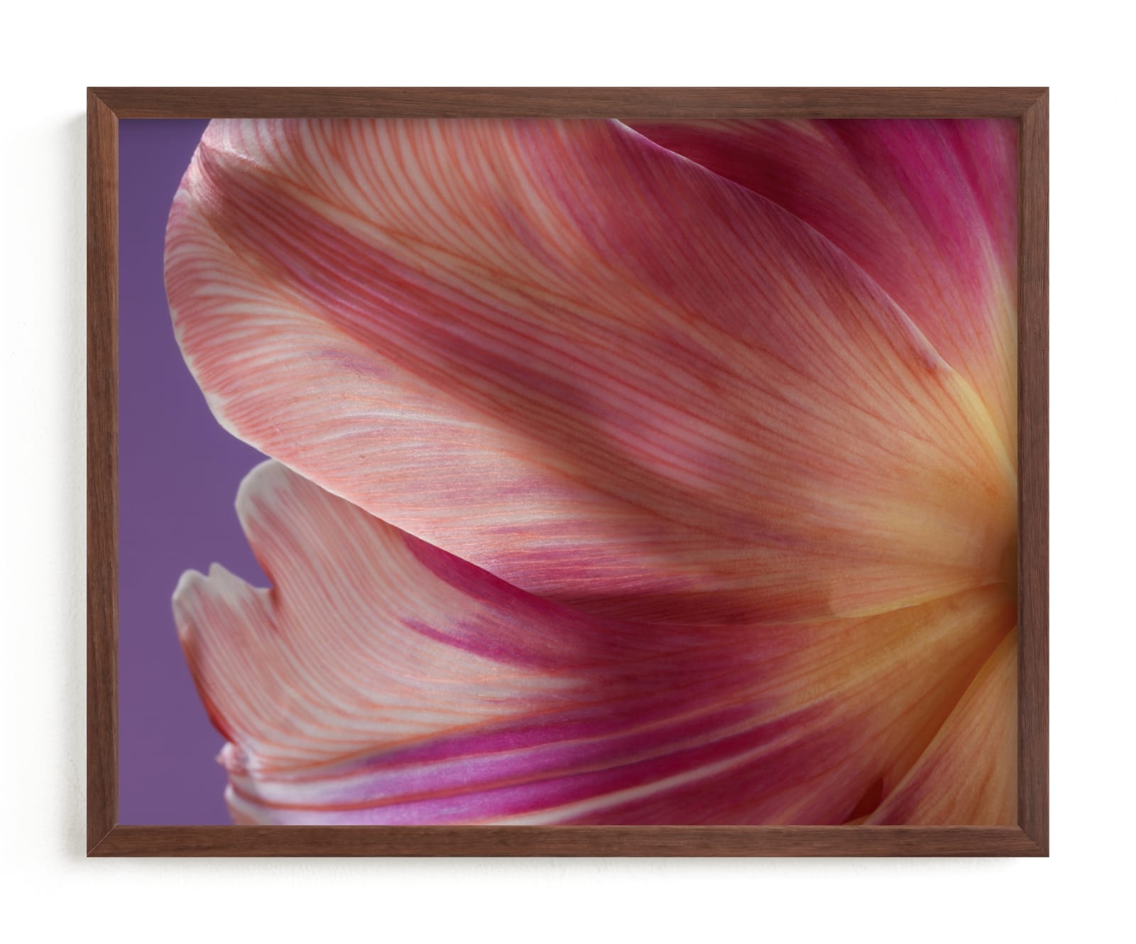 Parrot Tulip Limited Edition Fine Art Print 2 - Image 0