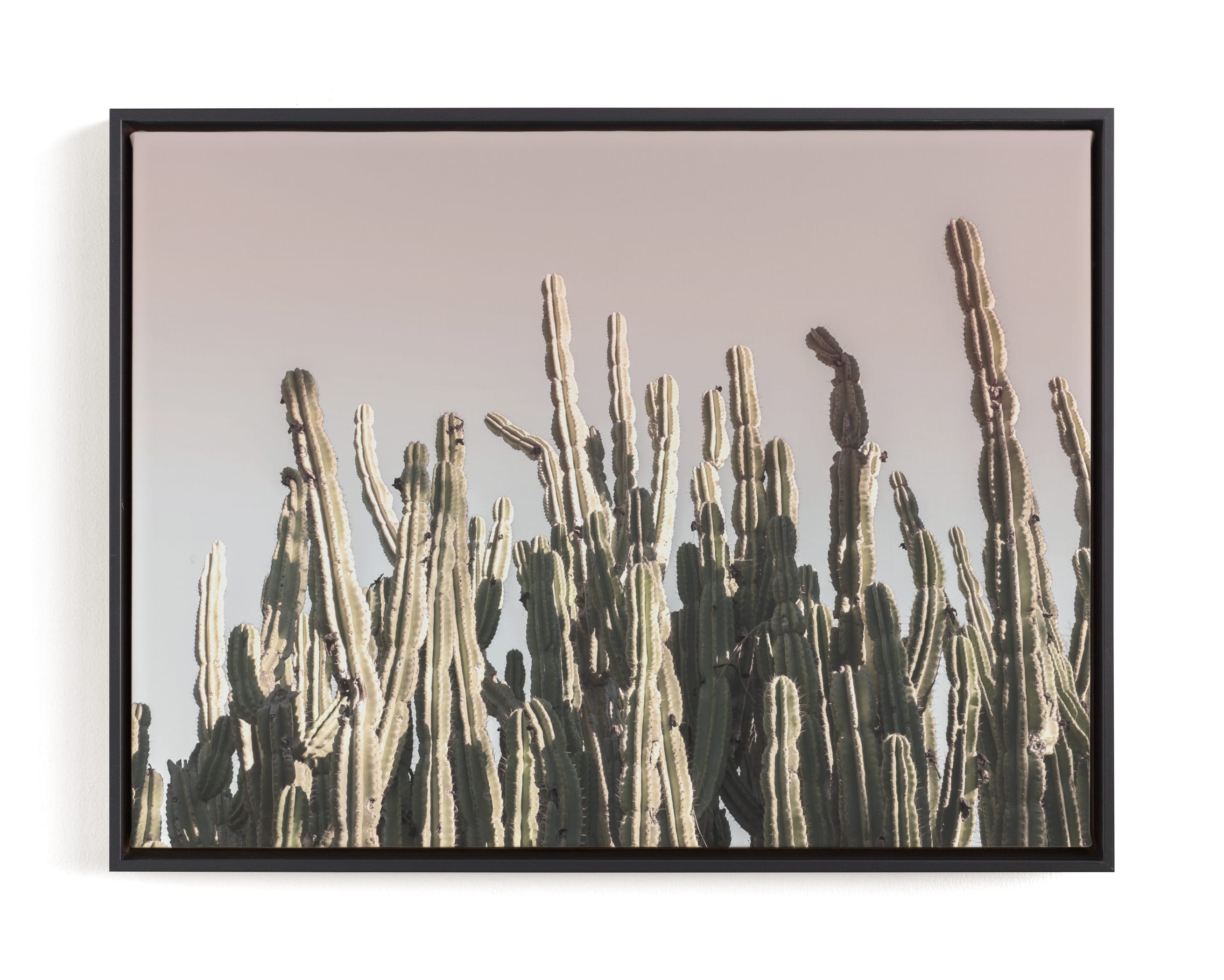 Summer Cactus Limited Edition Fine Art Print 1 - Image 0