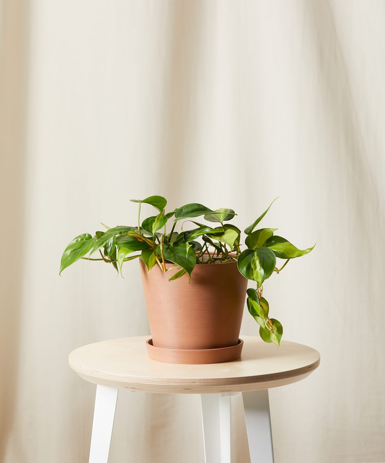 Philodendron Brasil, Clay Pot - Image 0