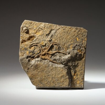 Ophiuroidea Brittle Star Fossil (1.4 Lbs) - Image 0