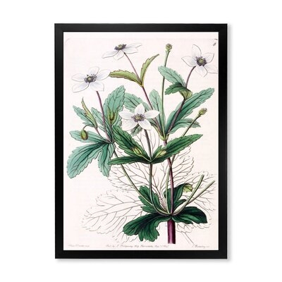 Vintage Plant Life XXI - Traditional Canvas Wall Art Print - Image 0