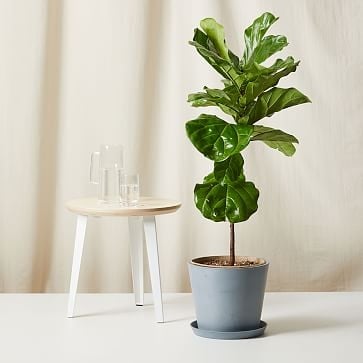 Live Plant, Fiddle Leaf Fig, Extra Large Floor, 12''diam, Terracotta Planter - Image 3