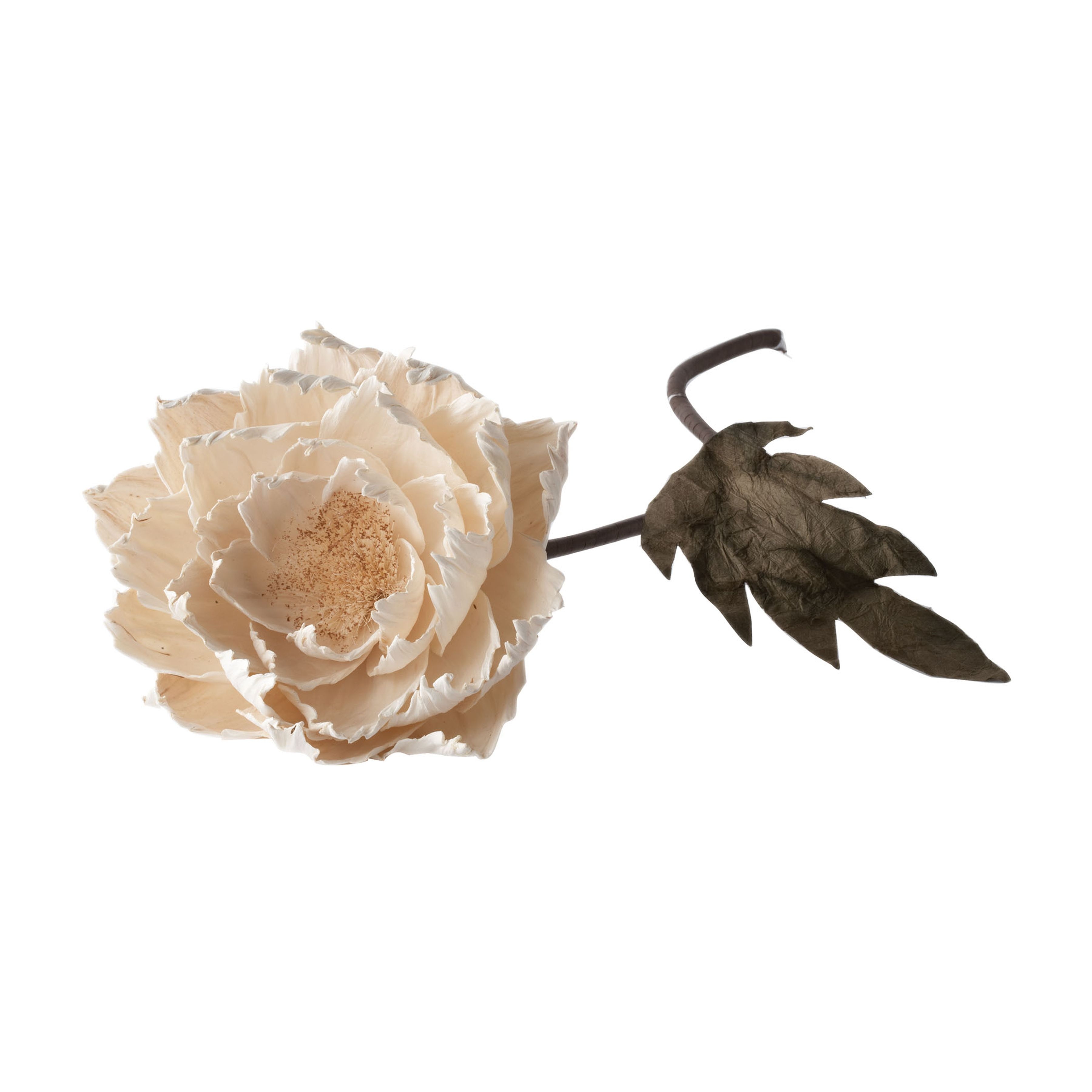 Poppy Flower in Cream - Image 0