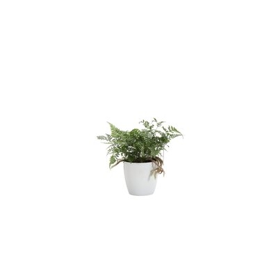 9" Live Fern Plant in Pot - Image 0