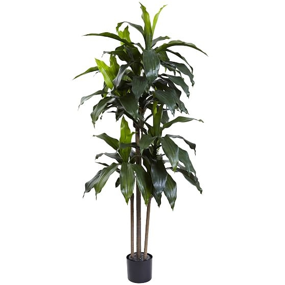 Dracaena Plant UV Resistent, 5 feet - Image 0