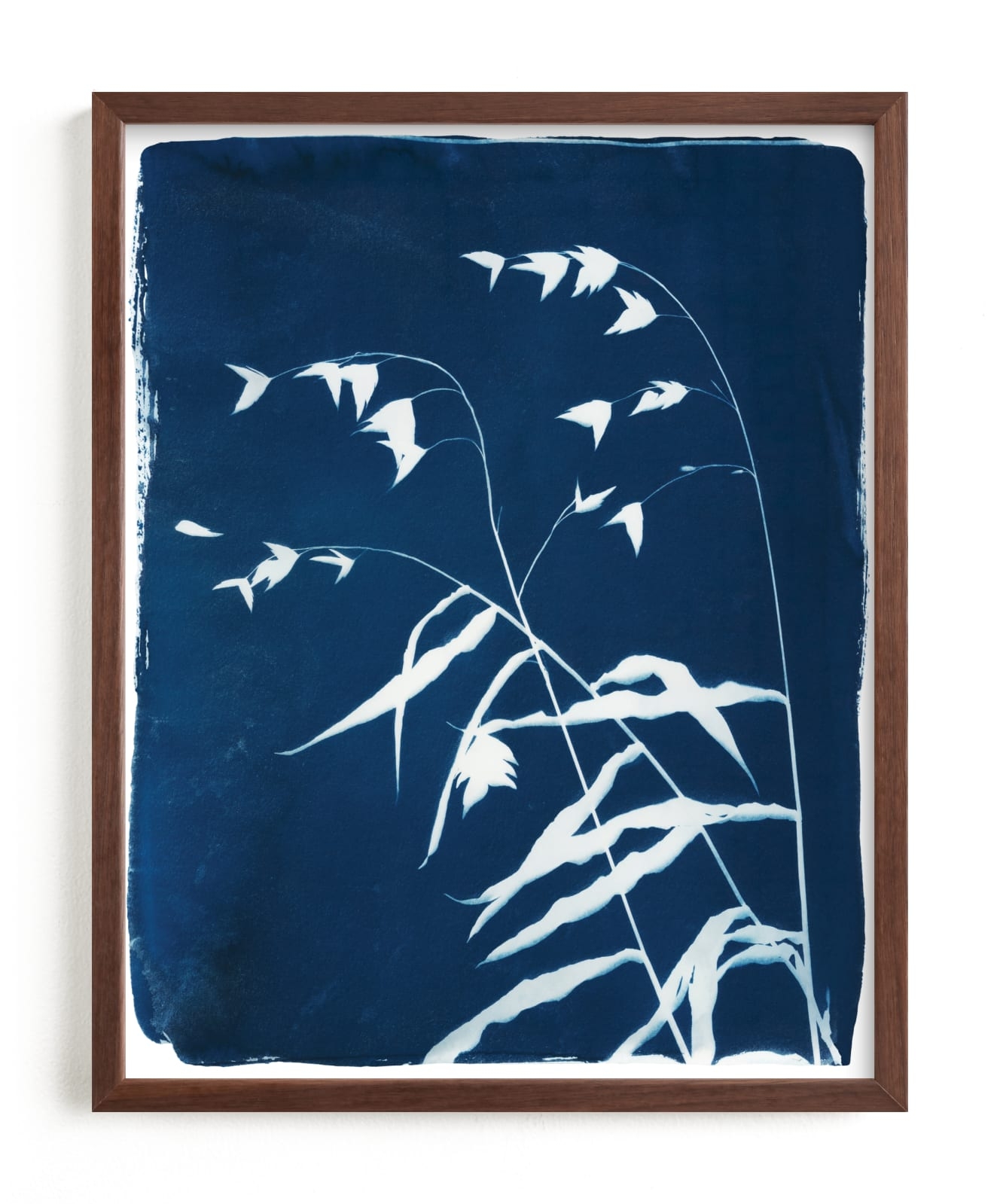 Sea Oats Cyanotype Limited Edition Fine Art Print 2 - Image 0
