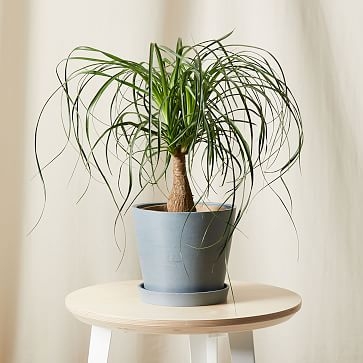 Live Plant, Ponytail Palm, Medium Tabletop, 8''diam, Terracotta Planter - Image 2