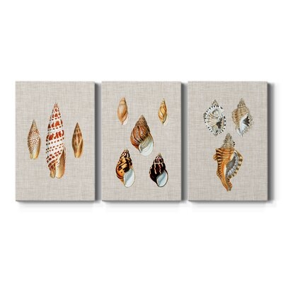 Antique Shells On Linen I- Premium Gallery Wrapped Canvas - Ready To Hang - Image 0
