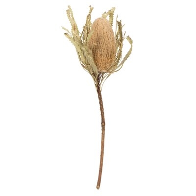 Jumbo Banksia Stem - Image 0
