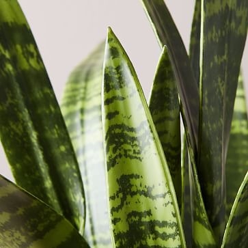 Faux Potted Snake Plant - Image 1